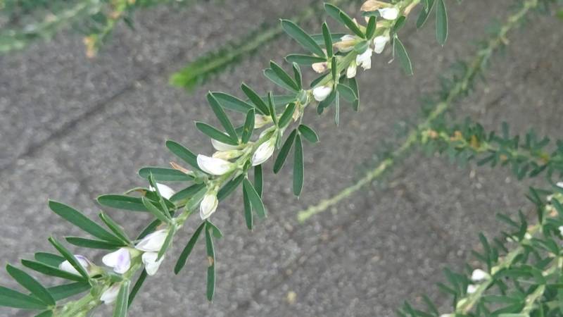 メドハギの花 川崎市幸区さいわいふるさと公園