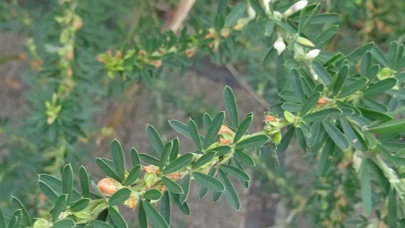 メドハギの花 川崎市幸区さいわいふるさと公園