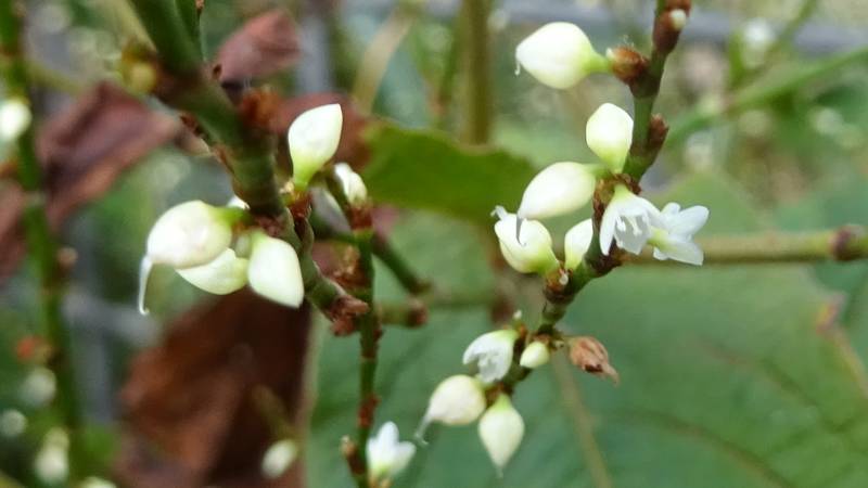 ギンミズヒキの花 川崎市幸区さいわいふるさと公園