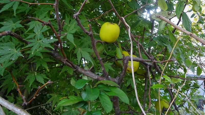カラタチの果実 川崎市幸区創造のもり