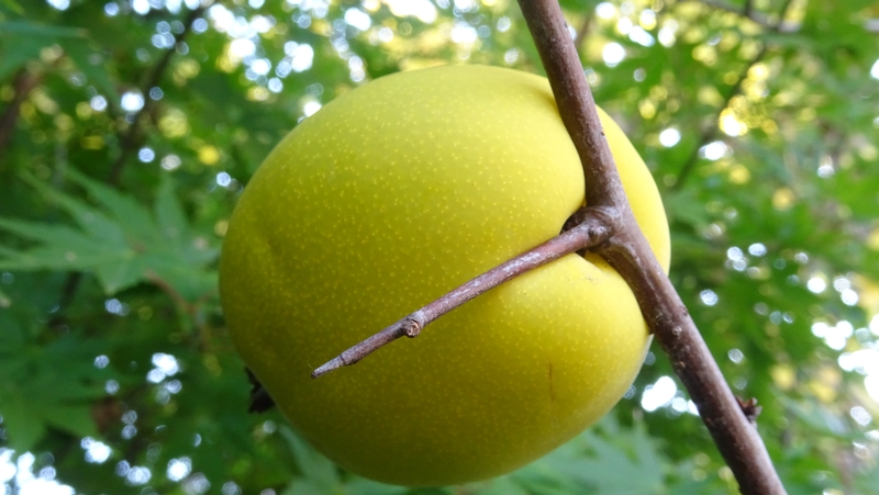 カラタチの果実 横浜市旭区今宿南町