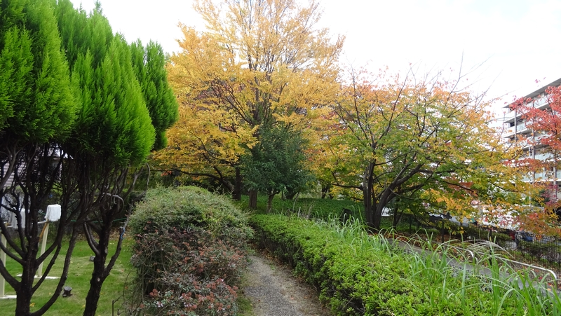 創造のもりの紅葉 川崎市幸区創造のもり