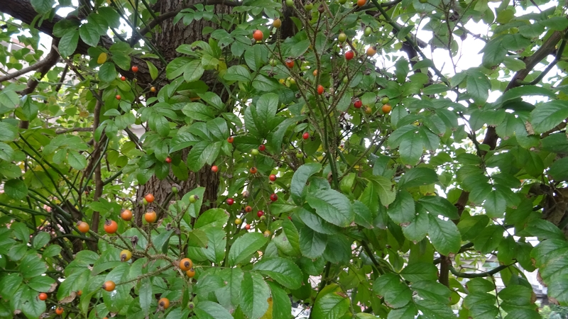 ノイバラの果実 川崎市幸区さいわいふるさと公園
