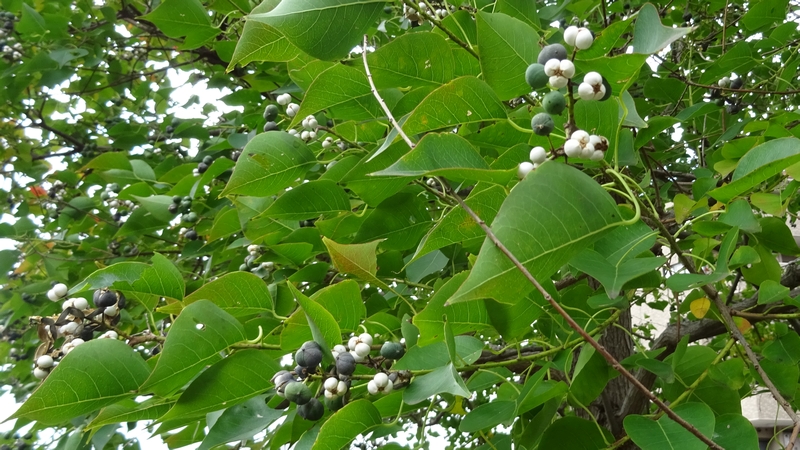 ナンキンハゼの果実 川崎市幸区さいわいふるさと公園