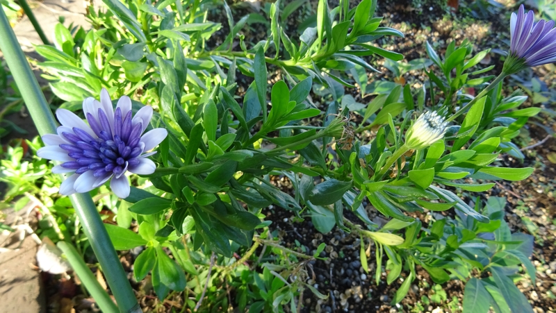 ケープマーガレットの花 川崎市幸区さいわいふるさと公園