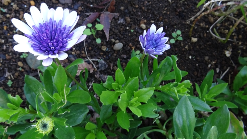 ケープマーガレットの花 川崎市幸区さいわいふるさと公園