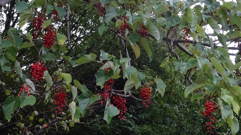 イイギリの果実 川崎市幸区さいわいふるさと公園