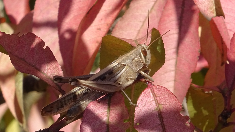ツチイナゴ 川崎市幸区さいわいふるさと公園