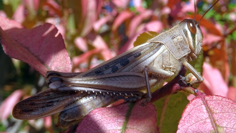 ツチイナゴ 川崎市幸区さいわいふるさと公園