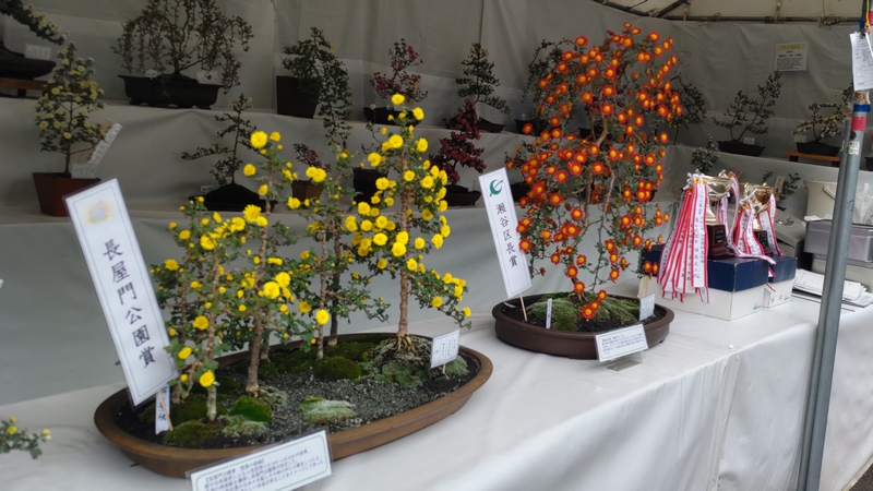 小菊盆栽展示会 横浜市瀬谷区長屋門公園