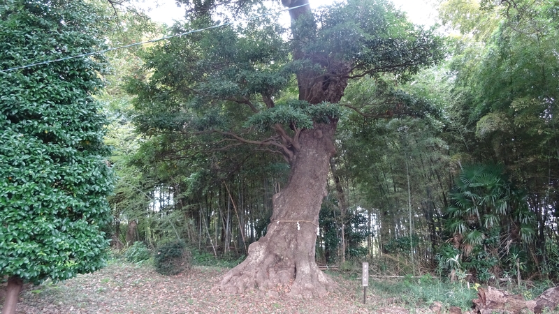 佐婆神社のタブノキ 横浜市泉区和泉町