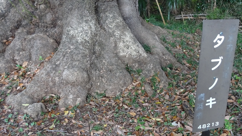 佐婆神社のタブノキ 横浜市泉区和泉町