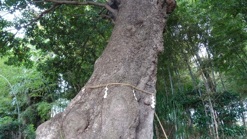 佐婆神社のタブノキ 横浜市泉区和泉町