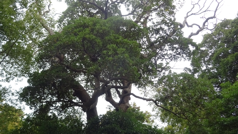 佐婆神社のタブノキ 横浜市泉区和泉町