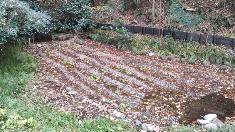 ワサビ田 横浜市泉区天王森泉公園