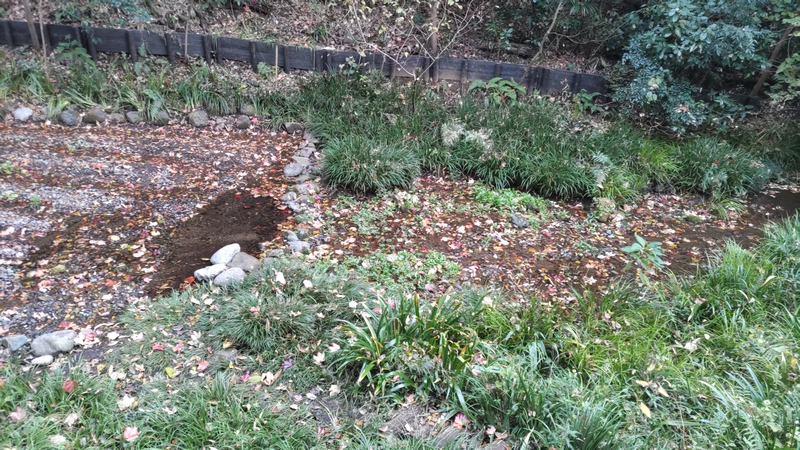 ワサビ田 横浜市泉区天王森泉公園