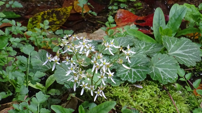 ダイモンジソウの花 横浜市泉区天王森泉公園