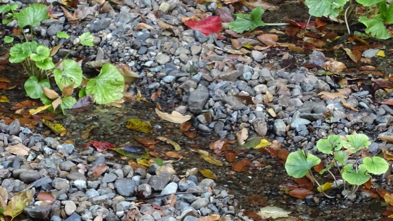 ワサビ 横浜市泉区天王森泉公園