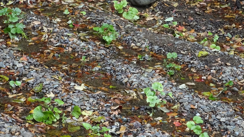 ワサビ 横浜市泉区天王森泉公園