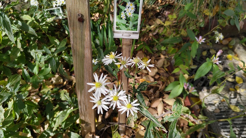 シロヨメナの花