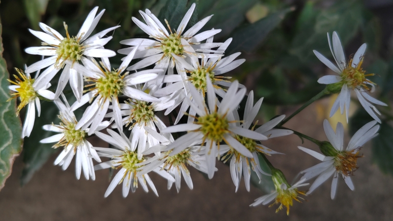 シロヨメナの花 横浜市泉区天王森泉公園
