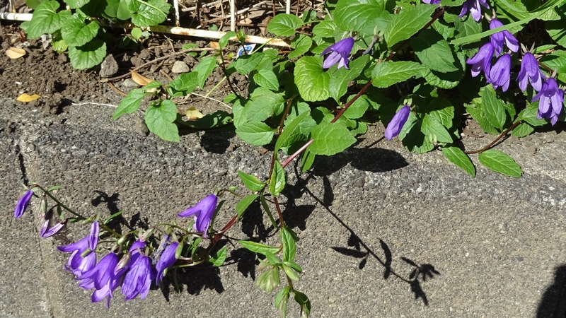 ハタザオギキョウの花 横浜市旭区今宿南町