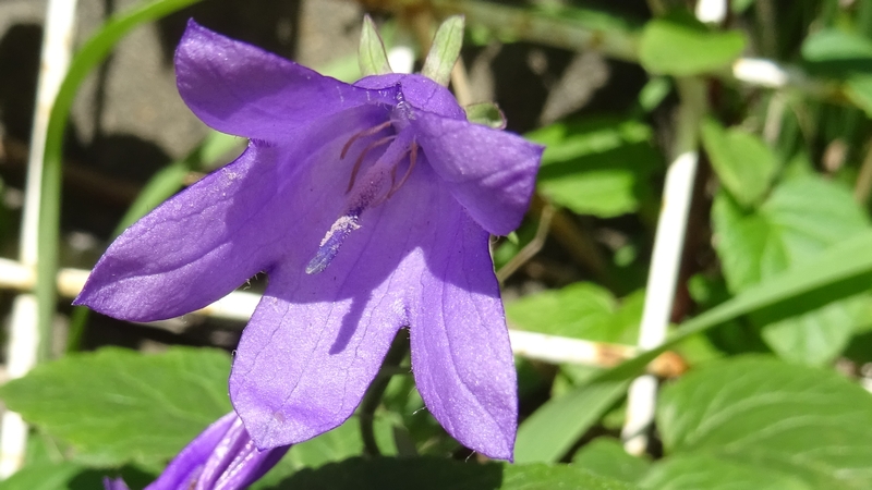 ハタザオギキョウの花 横浜市旭区今宿南町
