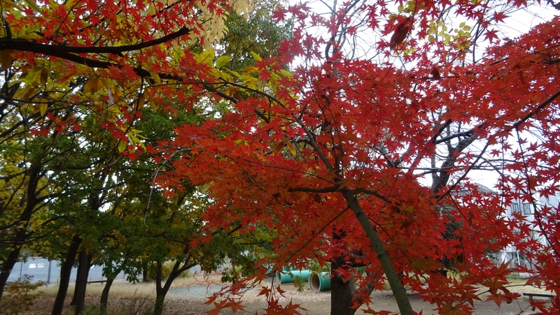 イロハモミジ 川崎市幸区さいわいふるさと公園