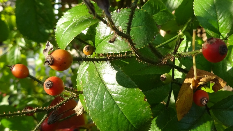 イヌバラの果実 川崎市幸区さいわいふるさと公園
