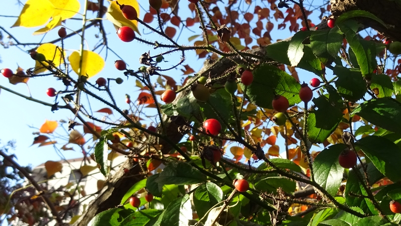 イヌバラの果実 川崎市幸区さいわいふるさと公園