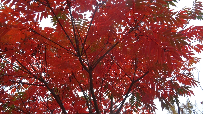 ハゼノキ 川崎市幸区創造のもり