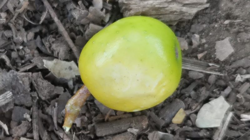 センダンの果実 川崎市幸区さいわいふるさと公園