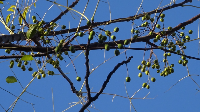 センダンの果実 川崎市幸区さいわいふるさと公園