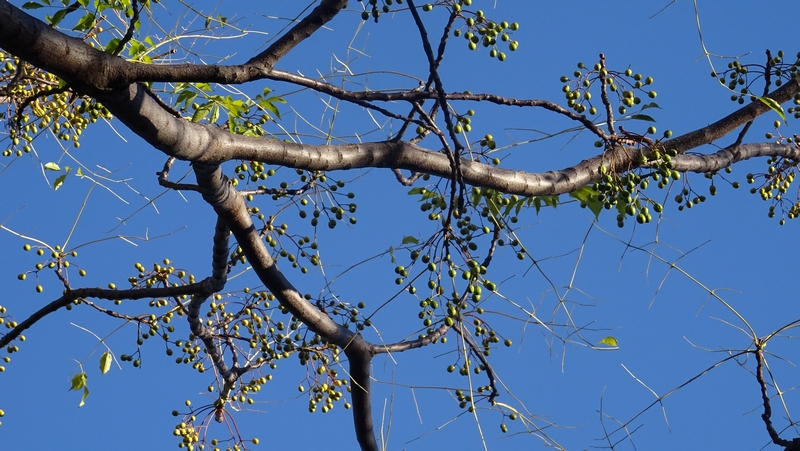 センダンの果実 川崎市幸区さいわいふるさと公園