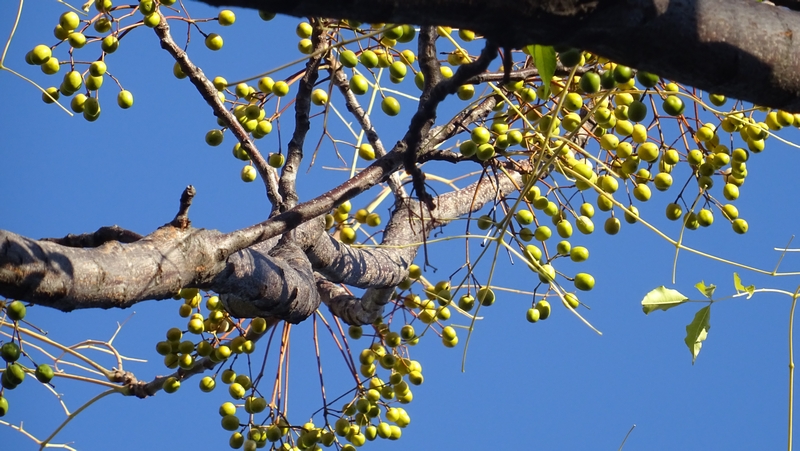 センダンの果実 川崎市幸区さいわいふるさと公園