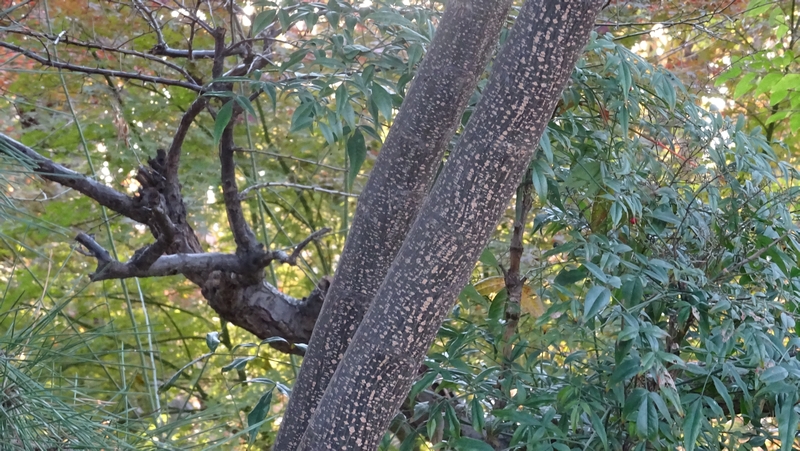 センダン 川崎市幸区さいわいふるさと公園