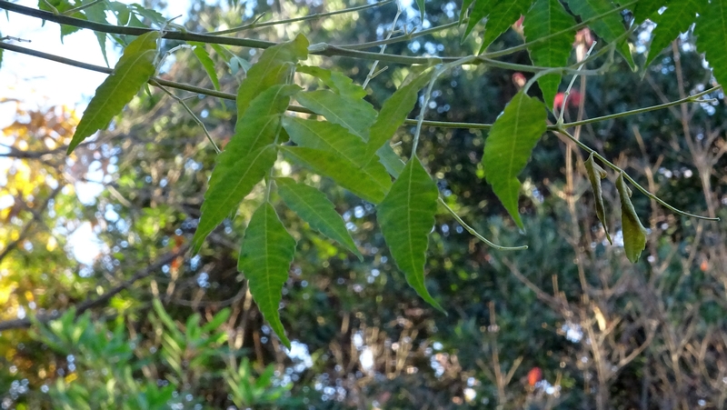 センダン 川崎市幸区さいわいふるさと公園
