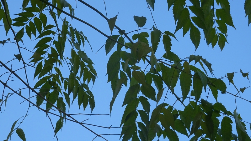 センダンの果実 川崎市幸区さいわいふるさと公園