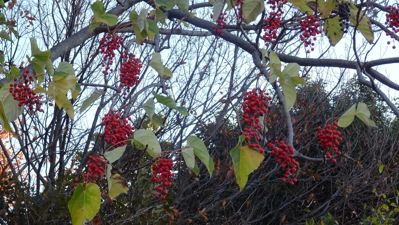 イイギリの果実 川崎市幸区さいわいふるさと公園