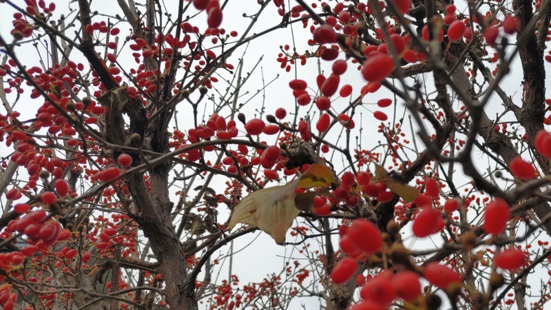 サンシュユの果実 横浜市旭区鶴ヶ峰鎧の渡し緑道