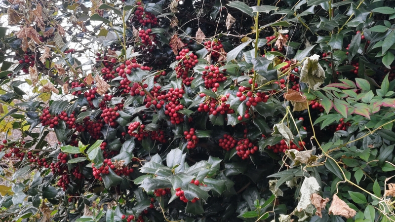 ヤバネヒイラギモチの果実 横浜市旭区今宿東町