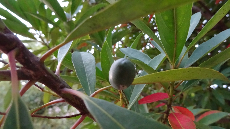 ホルトノキの果実 川崎市幸区創造のもり