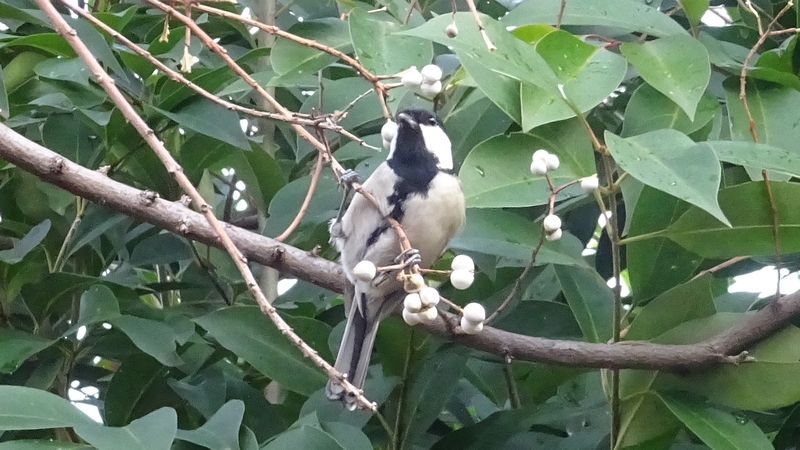 ナンキンハゼのシジュウカラ 川崎市幸区さいわいふるさと公園