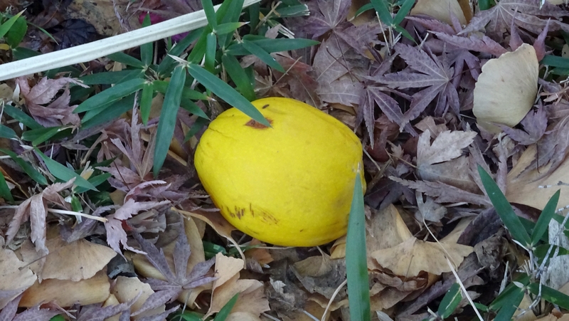 カラタチの果実 川崎市幸区創造のもり