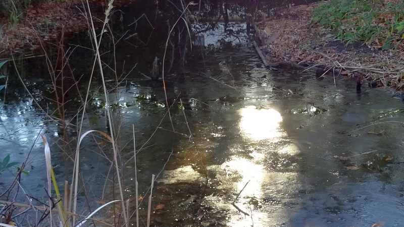 氷の張ったビオトープ 川崎市幸区さいわいふるさと公園