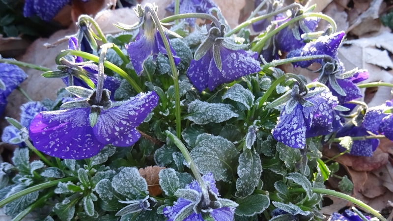 パンジーの花 川崎市幸区さいわいふるさと公園