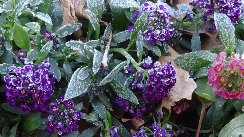ニワナズナの花 川崎市幸区さいわいふるさと公園