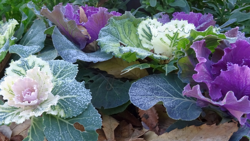 ハボタン 川崎市幸区さいわいふるさと公園