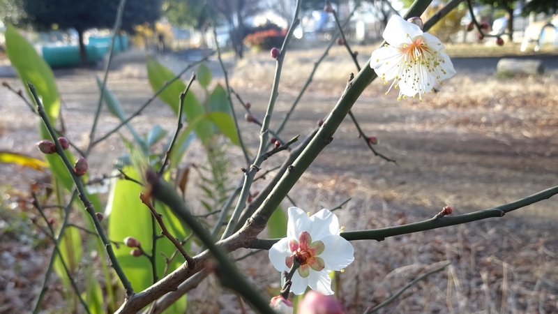ウメの花 川崎市幸区さいわいふるさと公園