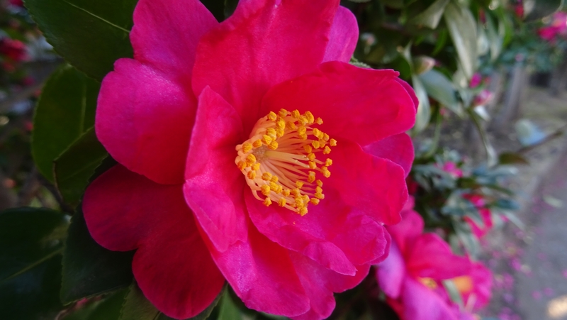 サザンカの花 川崎市幸区創造のもり